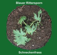 08.04.2024 Schneckenfrass